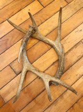 画像1: Antler Ornament (1)