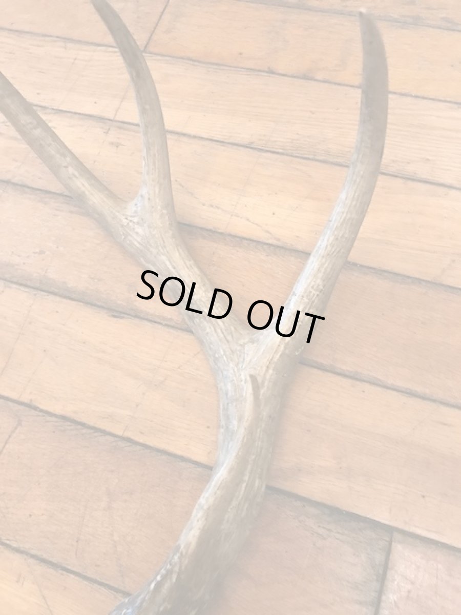 画像6: Antler Ornament (6)