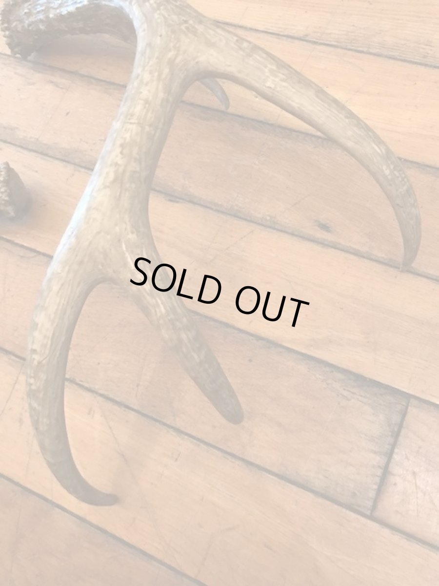 画像5: Antler Ornament (5)