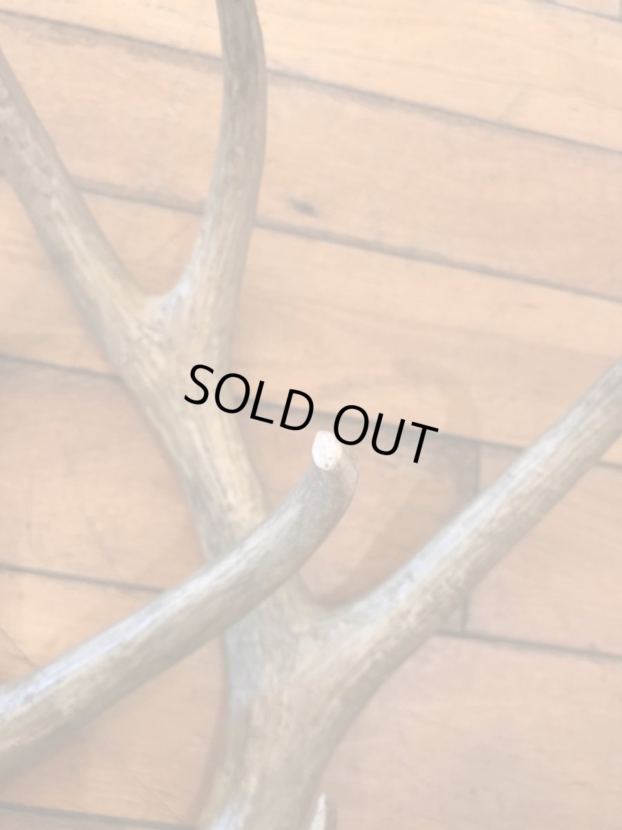 画像4: Antler Ornament (4)