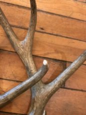 画像4: Antler Ornament (4)