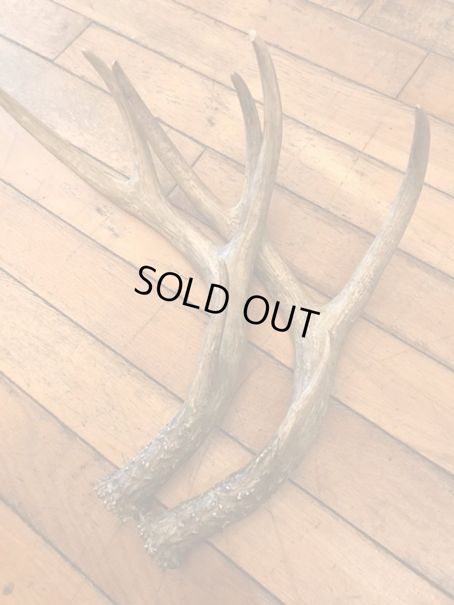 画像2: Antler Ornament (2)