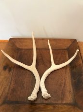 画像1: Antler Ornament  (1)