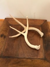 画像2: Antler Ornament  (2)