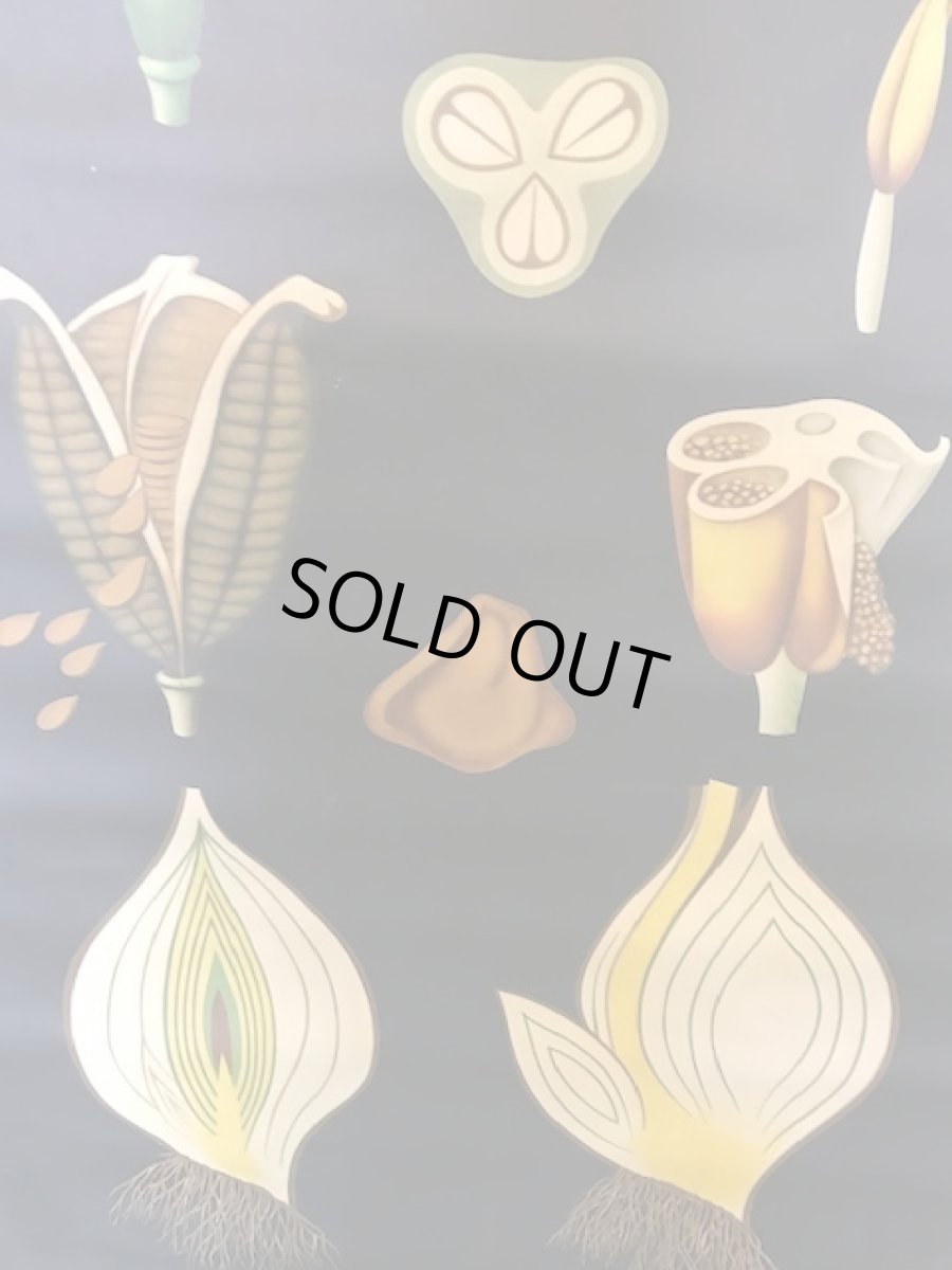 画像5: "TULIPA GESNERIANA" Vintage school Chart  (5)