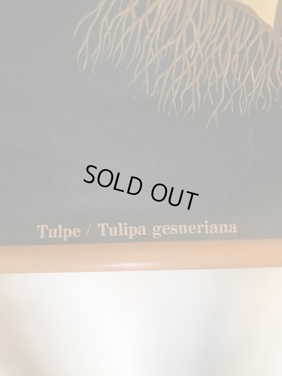 画像8: "TULIPA GESNERIANA" Vintage school Chart  (8)