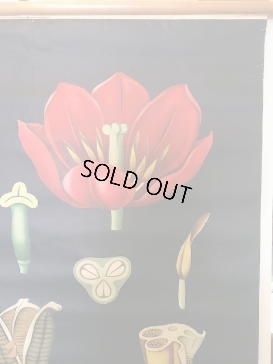 画像3: "TULIPA GESNERIANA" Vintage school Chart  (3)