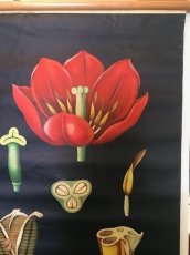 画像3: "TULIPA GESNERIANA" Vintage school Chart  (3)