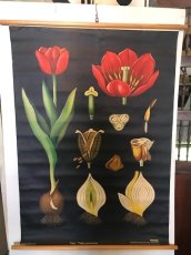 画像1: "TULIPA GESNERIANA" Vintage school Chart  (1)