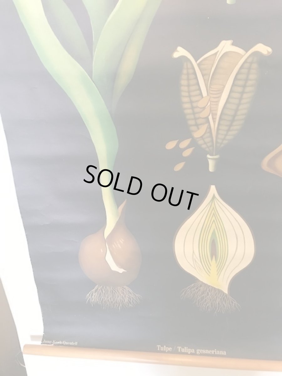 画像4: "TULIPA GESNERIANA" Vintage school Chart  (4)