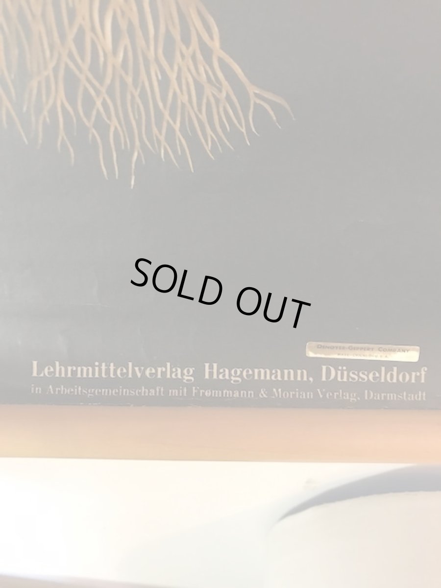 画像9: "TULIPA GESNERIANA" Vintage school Chart  (9)