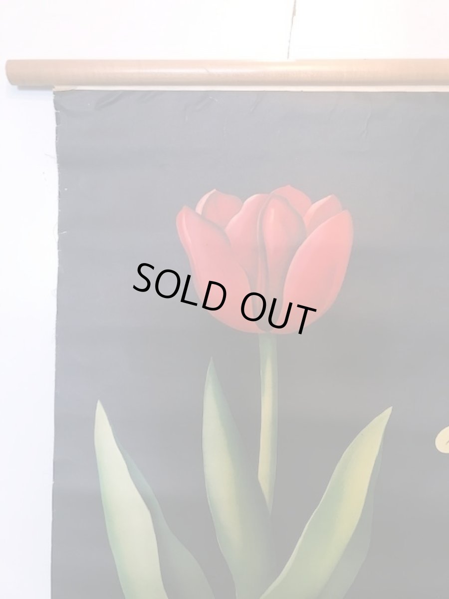 画像2: "TULIPA GESNERIANA" Vintage school Chart  (2)