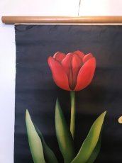 画像2: "TULIPA GESNERIANA" Vintage school Chart  (2)