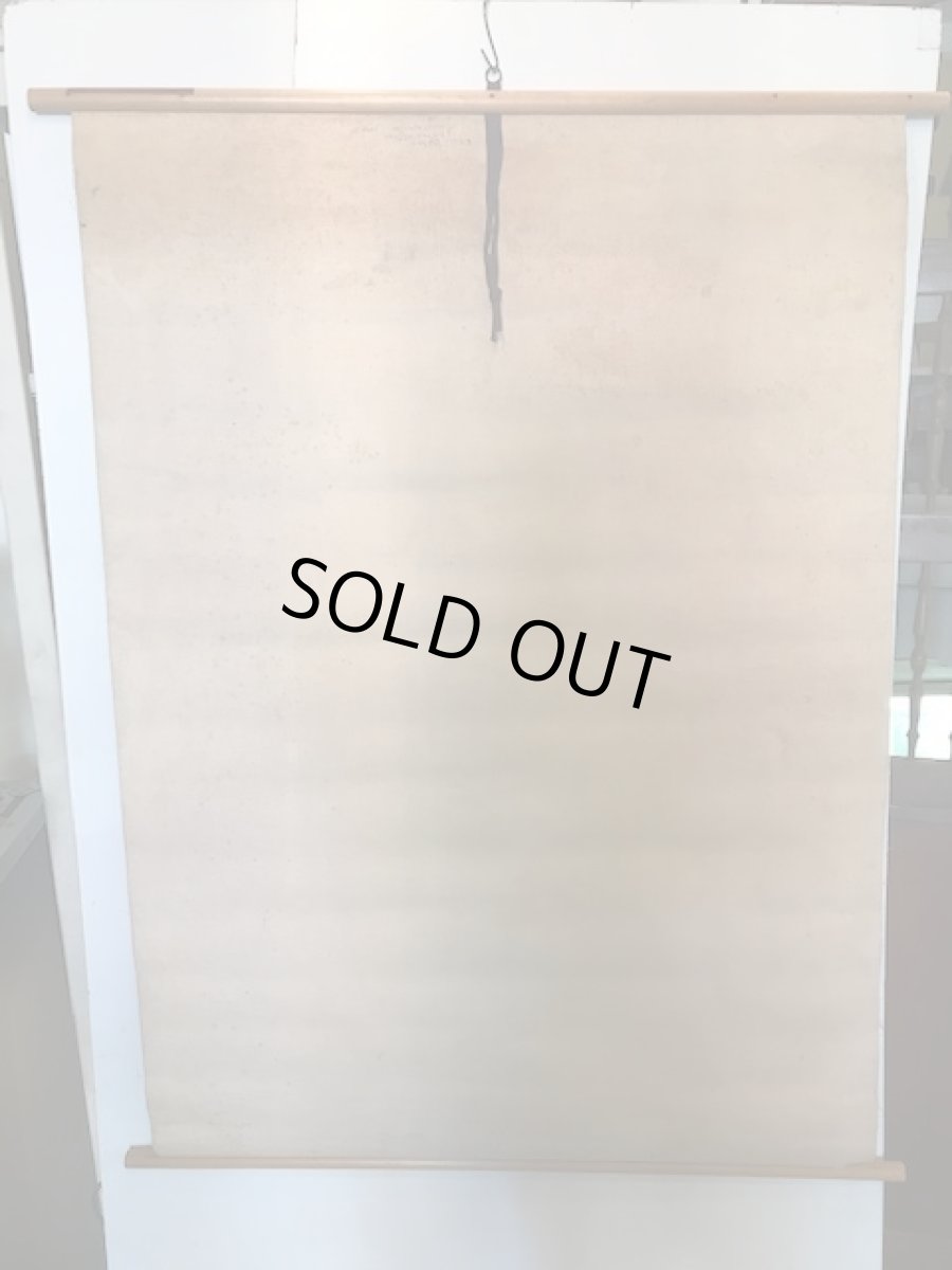 画像10: "TULIPA GESNERIANA" Vintage school Chart  (10)