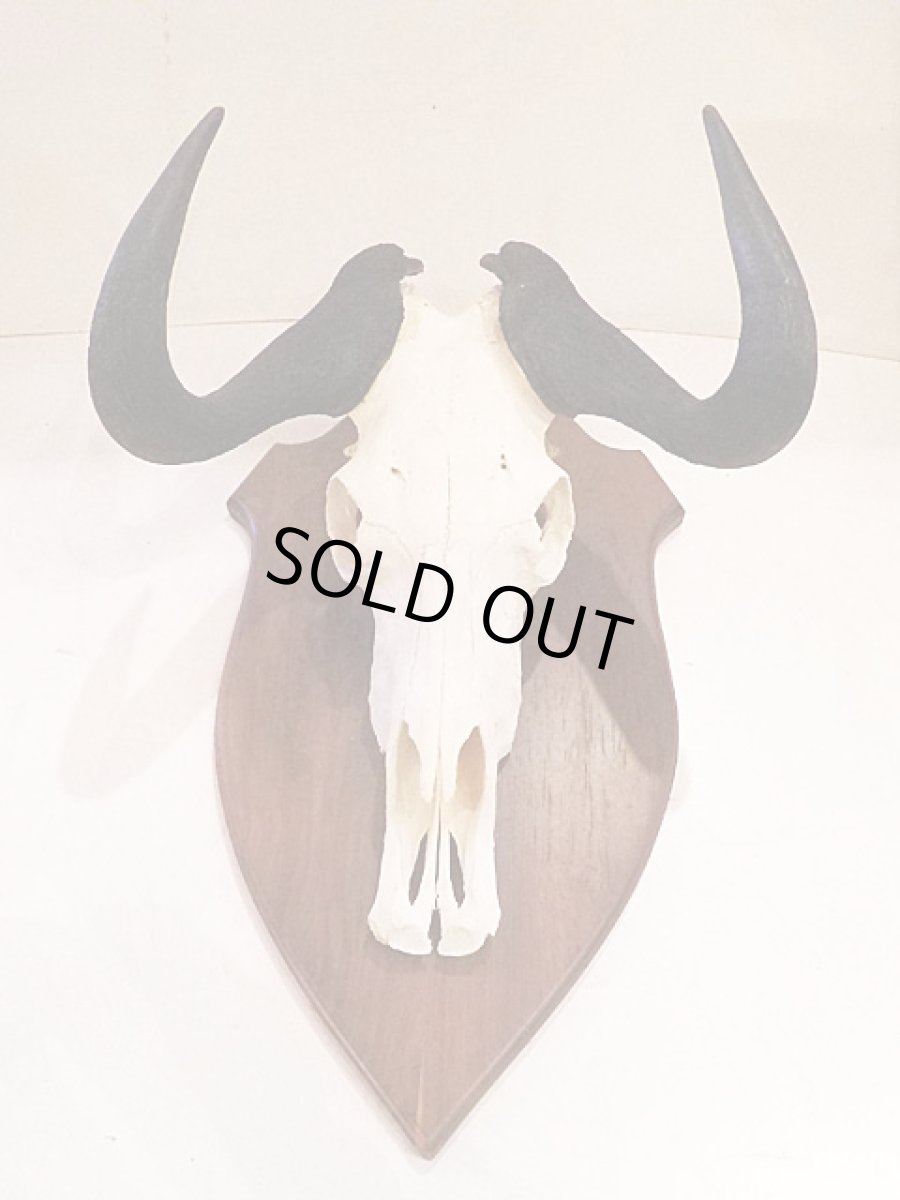 画像2: Skull Wall Hang (2)