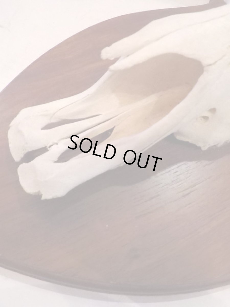 画像3: Skull Wall Hang (3)