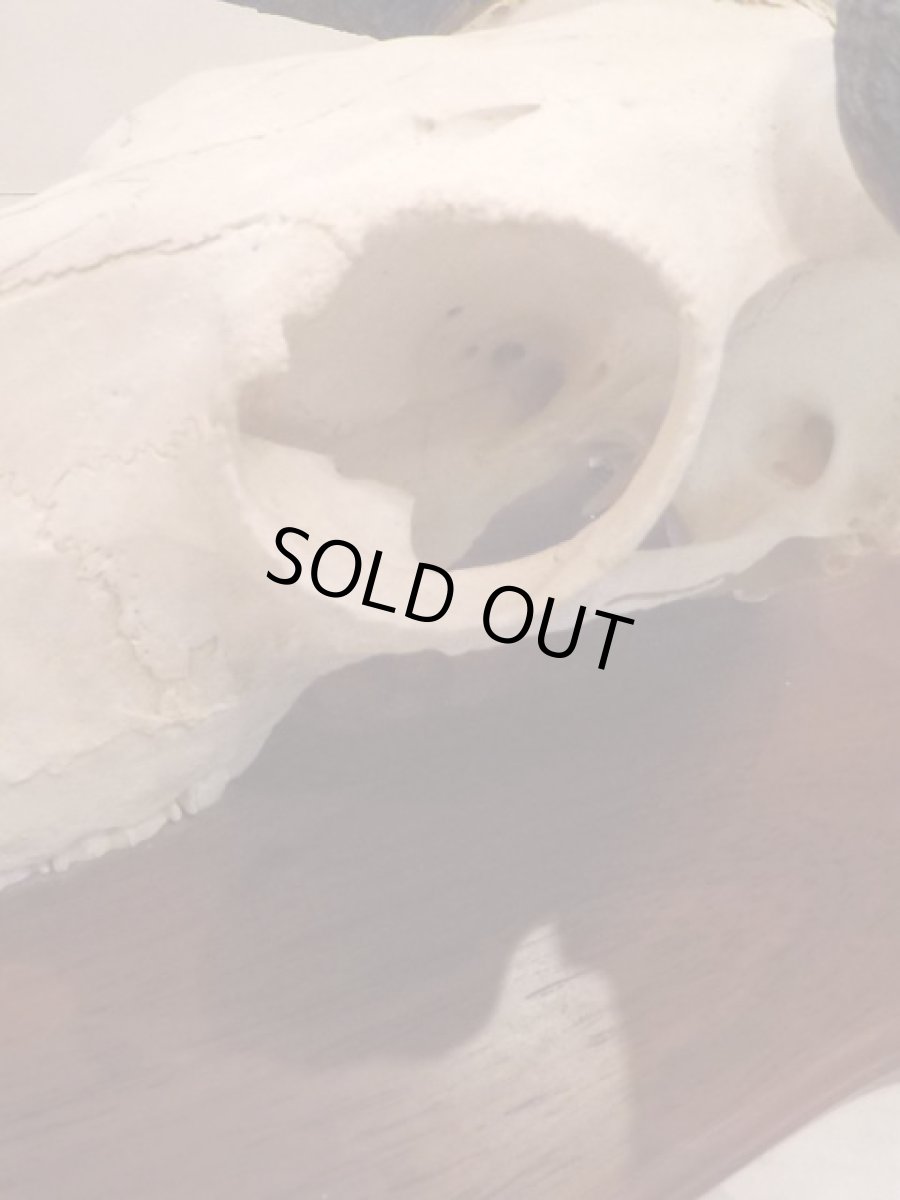 画像5: Skull Wall Hang (5)