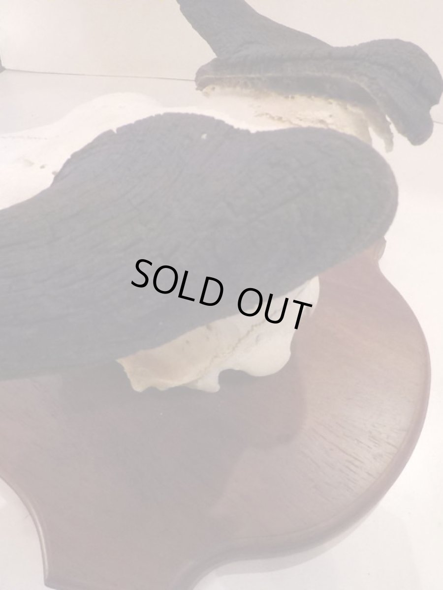 画像6: Skull Wall Hang (6)