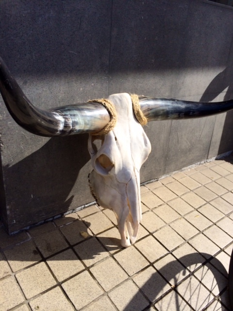 『獣と角』blogをupしました。 